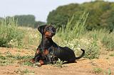 DOBERMANN 668